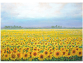 Campo di Girasoli